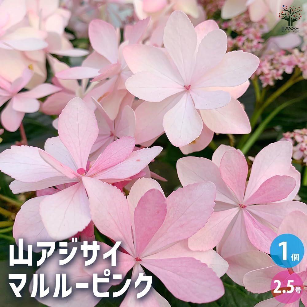 Amazon.co.jp: ITANSE 山アジサイ マルルー ピンク 2.5号 1個